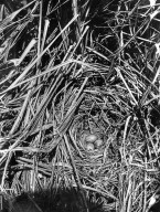 Laysan Rail nest & eggs