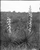 Yucca plant in bloom