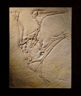 Pterosaur skeleton