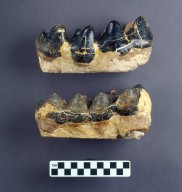 Tusk fragments of Mastodon merriami.