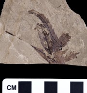 Fossil leaf, PC039