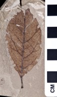 PC136 - leaf