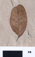 PC117 - leaf