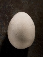 Fossil Bird Egg, Side A