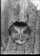 Screech Owl in Tree