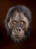 Reconstruction of hominid head Australopithecus afarensis