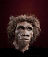 Reconstruction of hominid head Homo erectus