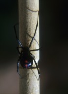 Black widow spider Latrodectus sp (Theridiidae)