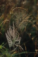 Webs of Two orb weaver Spiders (Araneidae)