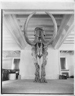 Front View of Imperial Mastodon