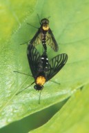 Two fles mating