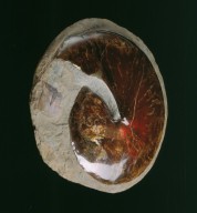 Fossil heteromorph ammonite