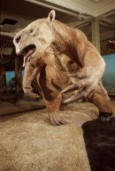 Giant Sloth from La Brea Tar Pit exhibit