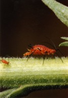 Close up of red aphid on green stalk