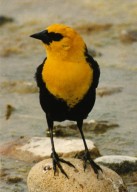Close up of yellow headed black bird