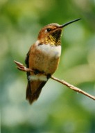 Close up of hummingbird sitting on branch