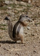Close up of golden-mantled ground squirrel