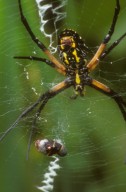 Black and yellow garden spider Argiope aurantia (Araneidae)