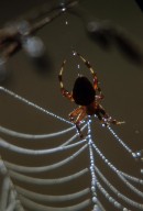 orb weaver spider (Araneidae)