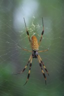 Golden Silk orb weaver spider Nephila clavipes (Nephilidae)