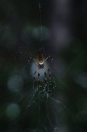 Nephila clavipes spider (Nephilidae)
