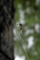 Golden silk orb weaver spider Nephila clavipes (Nephilidae)