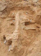 Stegomastodon excavation