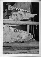 Trigonias Jawbone from Horsetail Creek Excavation