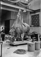 Rhinoceros skin hanging over clay model The Field Museum