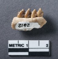 Hylomeryx annectans mandible, rotated view