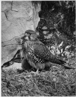 Falcon, Falco novaeseelandiae