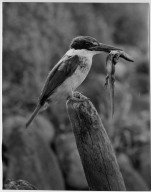 Kingfisher, Halcyon sancta