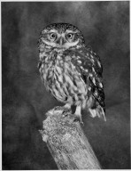 Little Owl, Athene noctus adult on post.