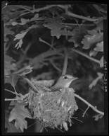 Solitairy Vireo on nest in scrub oak