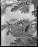 Solitairy Vireo on nest in scrub oak