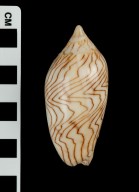 Amoria undulata