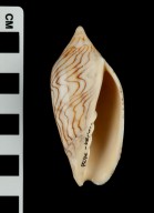 Amoria undulata
