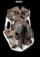 Snowmastodon Specimen, Mastodon Skull and Teeth