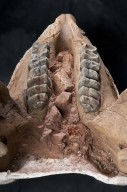 Mastodon mandible