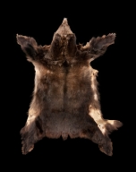 Skin of Grizzly Bear