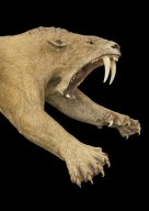 Lunging Saber-Toothed Cat Sculpture-Detail
