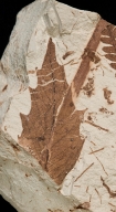Magnoliopsida Fossil Leaf