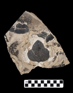 Aralioysis Fossil eaf