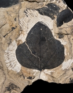 Menispermites reniformis Fossil Feaf