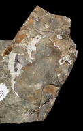 Aralioysis Fossil Leaf