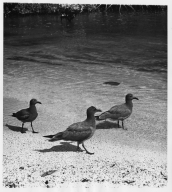 Three Sooty Gulls