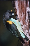 Meyer's parrot