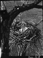 Ferruginous hawk nest
