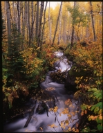 Creek in the Flat Tops Wilderness Area