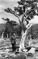 Man with Bristlecone Pine